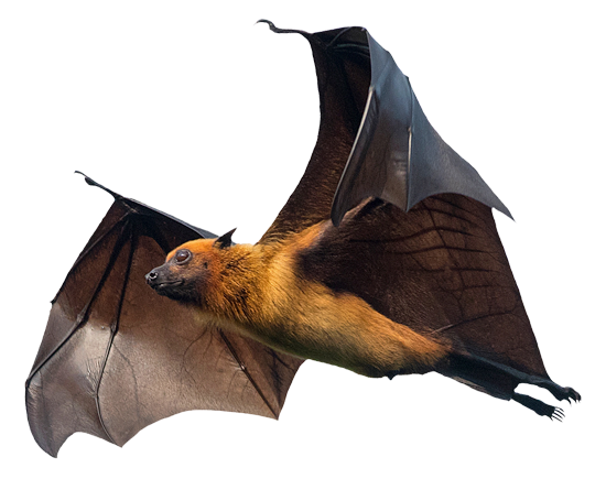 if you have a bat in your living room, call Roger's Wildlife