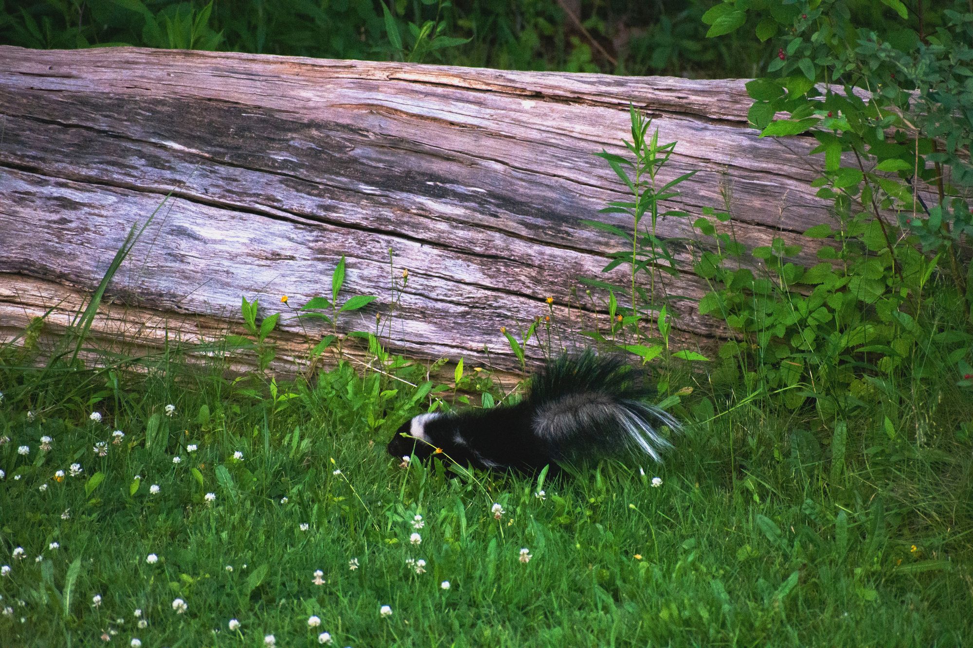 we can trap and remove skunks from your property