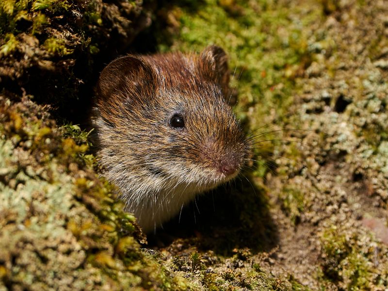 we can trap voles on your property