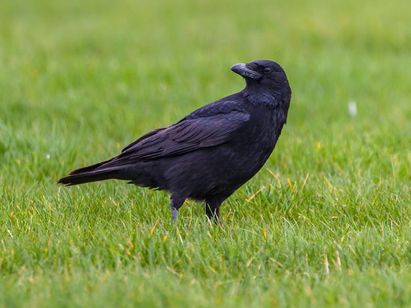 black-crow-on-green-grass-background-PNKTFKF-2