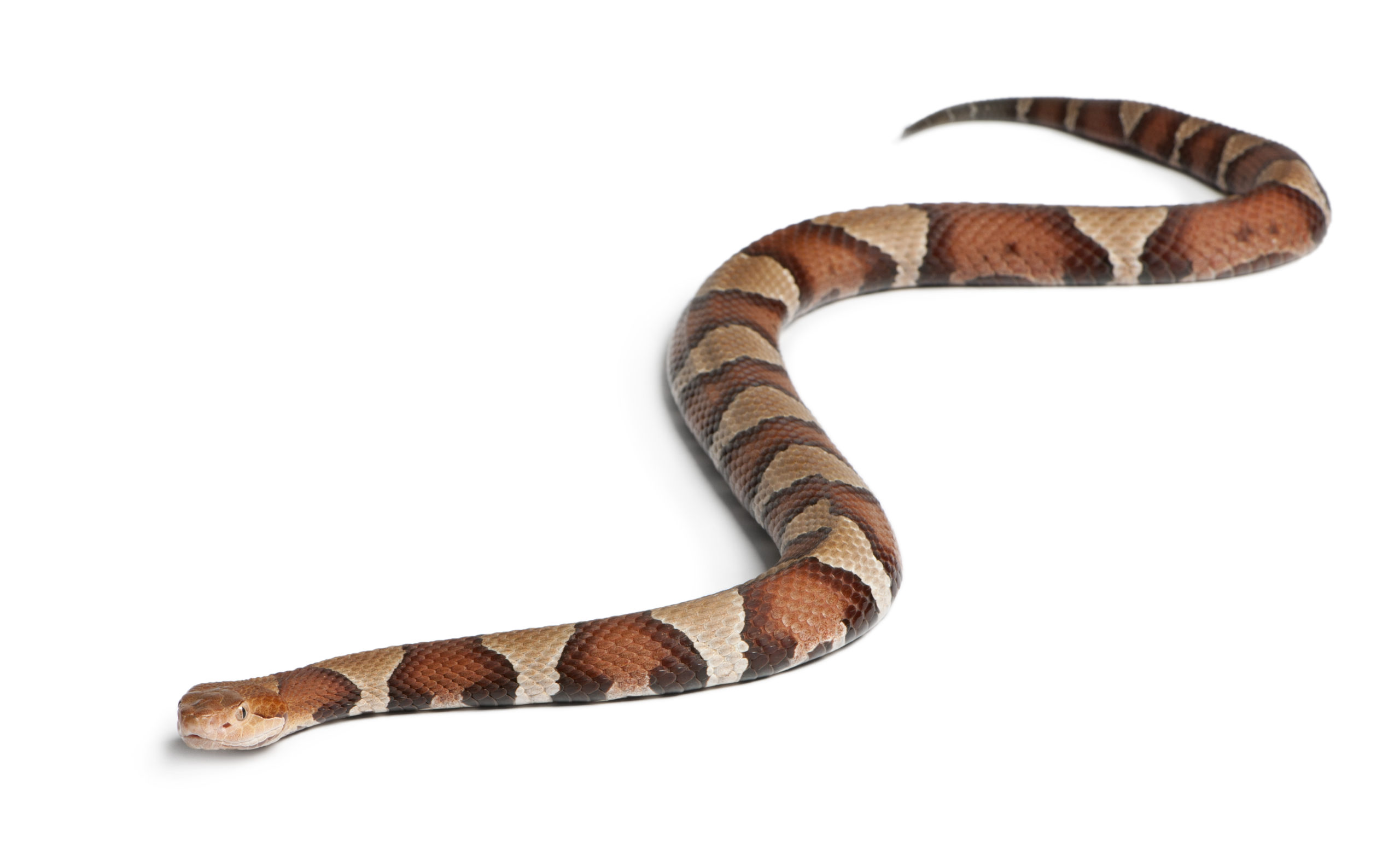 Copperhead snake or highland moccasin - Agkistrodon contortrix, poisonous, white background