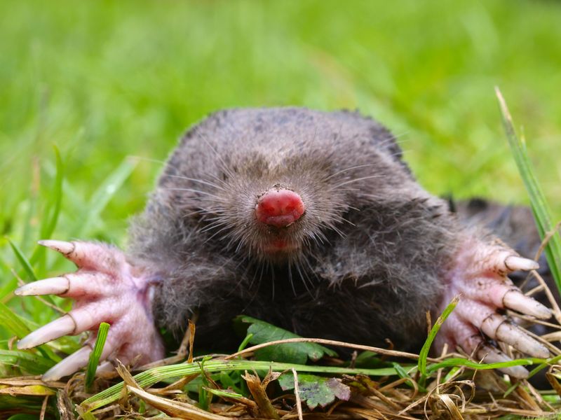 we offer mole removal services