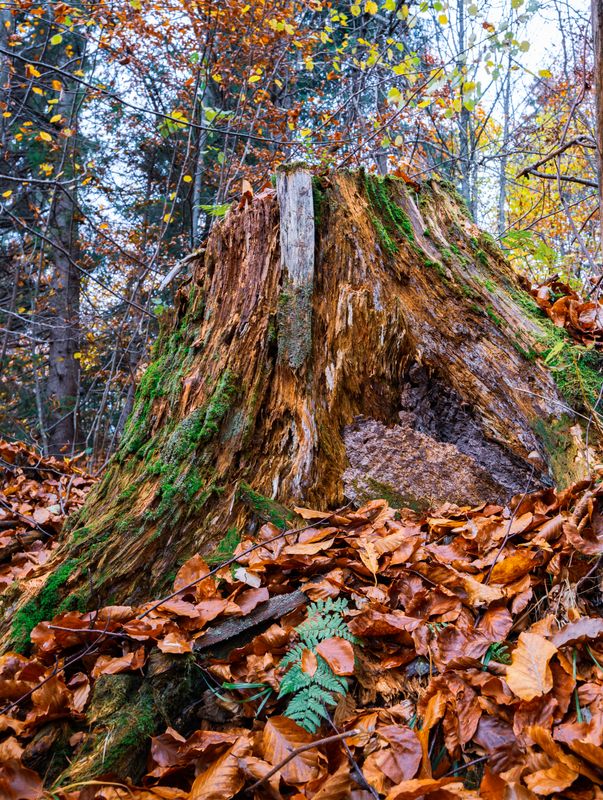 old-tree-stump-sprinkled-with-fallen-leaves-in-the-FCP42B5-2