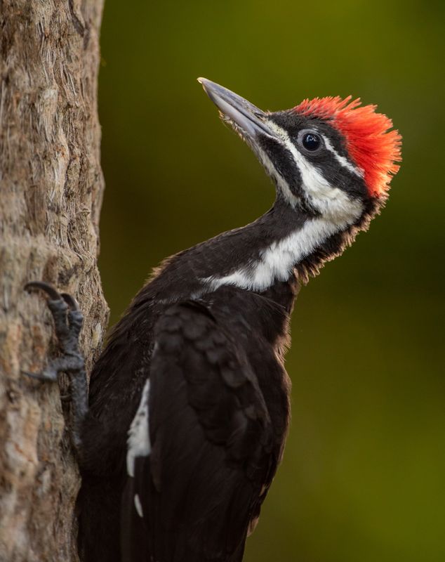 woodpeckers can be a nuisance