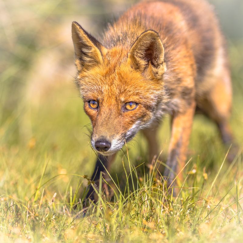 we can remove foxes from your property
