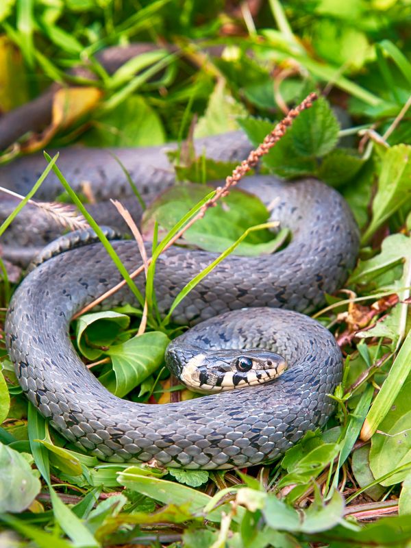 the experts at Roger's Wildlife are trained to identify and remove snakes from your property