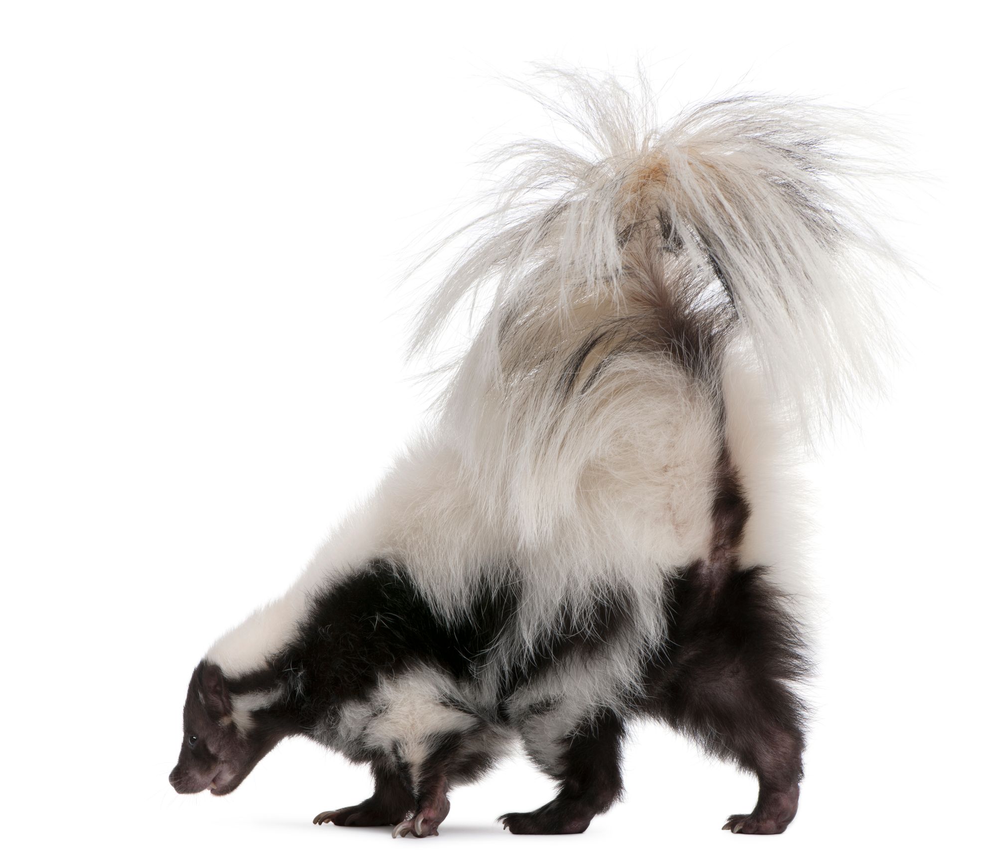 we can help remove skunk odors